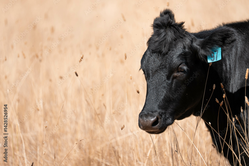 Stud beef cows in a field on a farm in England. English cattle in a meadow grazing on pasture in springtime. Green grass growing in a paddock on a sustainable agricultural ranch.