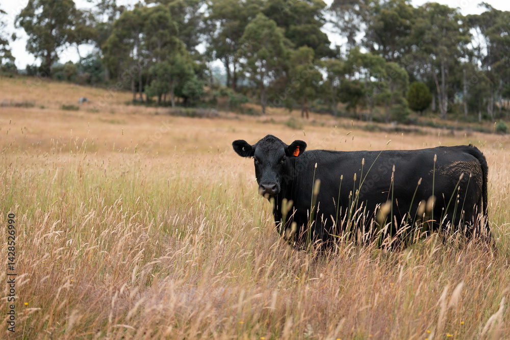 Stud beef cows in a field on a farm in England. English cattle in a meadow grazing on pasture in springtime. Green grass growing in a paddock on a sustainable agricultural ranch.