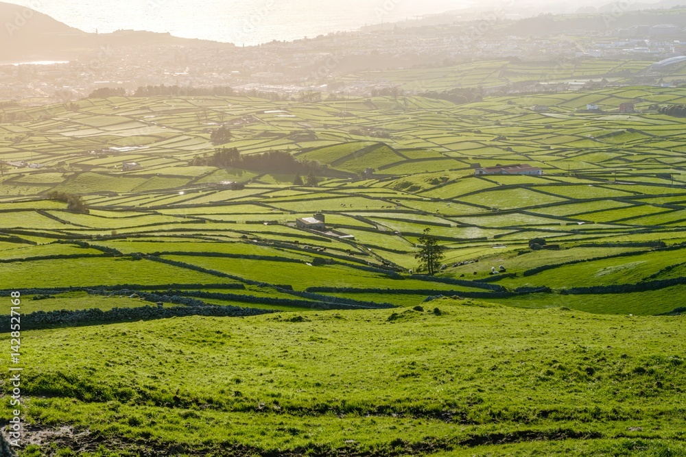 Golden Hour Illuminates Mesmerizing Patchwork of Stone-Walled Pastures in Verdant Valley Landscape. Aerial View of Traditional Agricultural Fields in Terceira Island with Coastal Town in Background