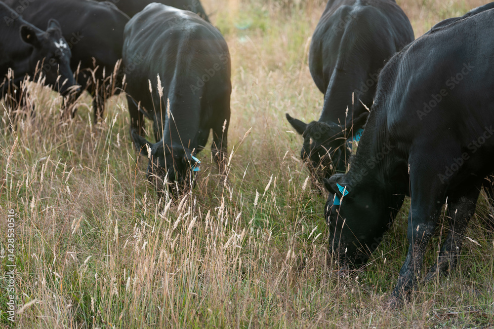 Stud beef cows in a field on a farm in England. English cattle in a meadow grazing on pasture in springtime. Green grass growing in a paddock on a sustainable agricultural ranch.