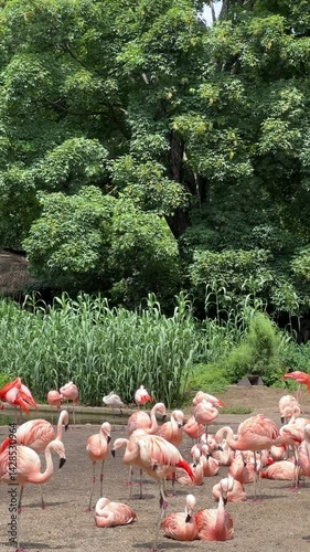 Flamingos thrive in their habitat, showcasing their elegance and vibrant colors