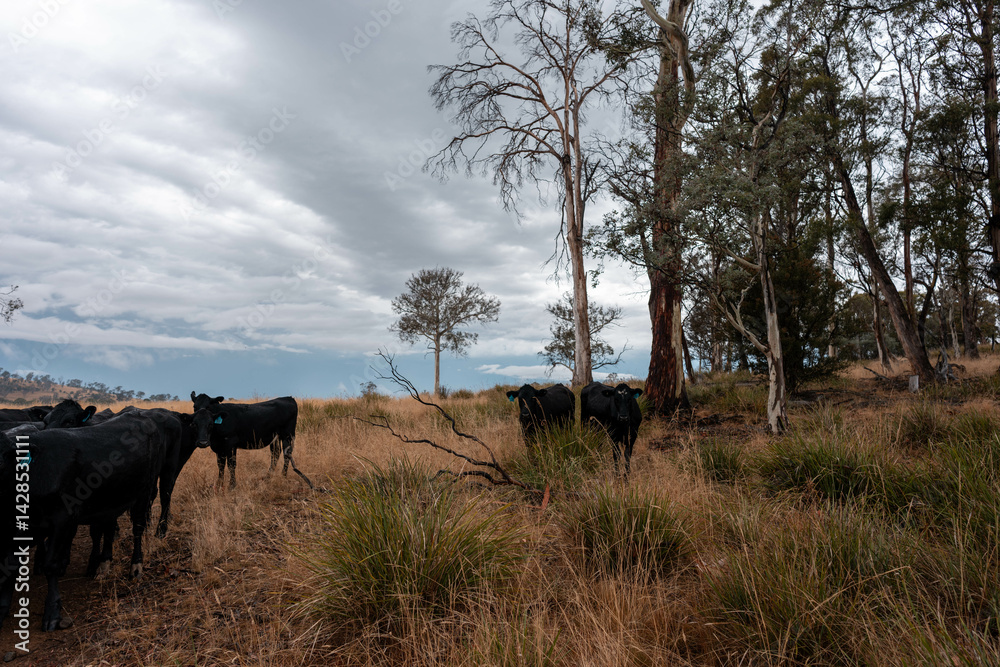 Stud beef cows in a field on a farm in England. English cattle in a meadow grazing on pasture in springtime. Green grass growing in a paddock on a sustainable agricultural ranch.