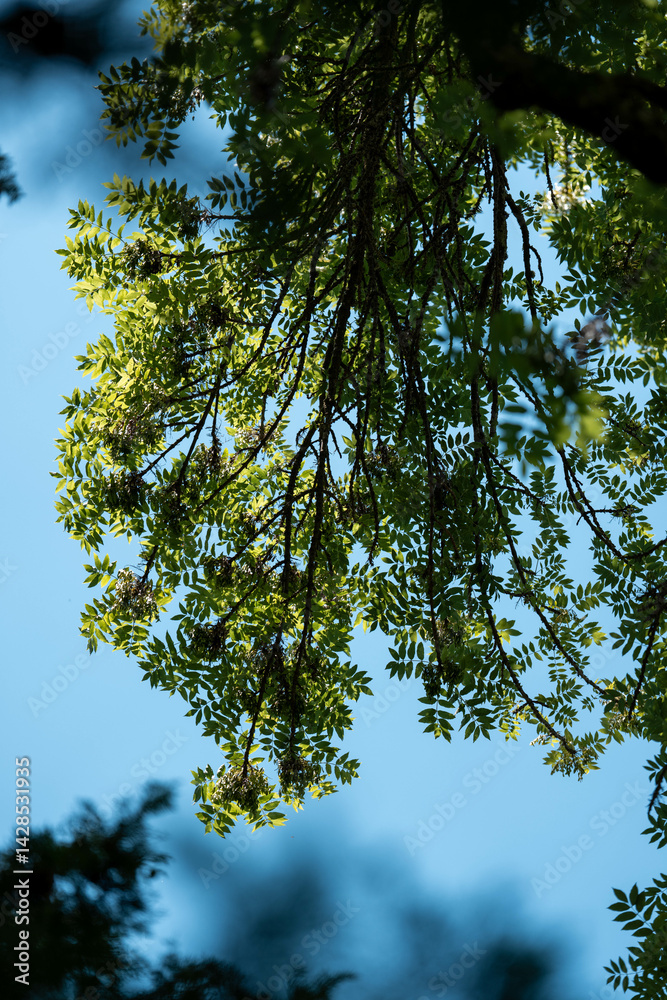 eucalyptus gum trees growing in a bush forest with other species of plants, native to Australia with the blue sky behind their leaves as they blow in the wing