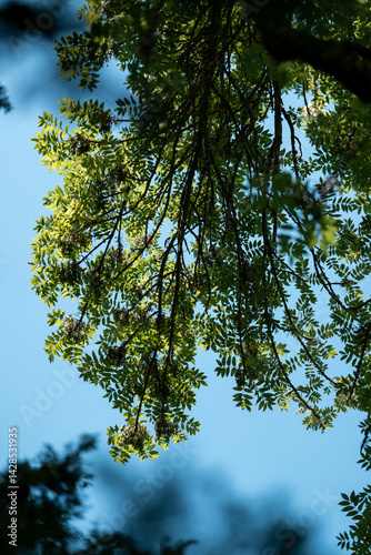 Obraz na płótnie eucalyptus gum trees growing in a bush forest with other species of plants, native to Australia with the blue sky behind their leaves as they blow in the wing w salonie
