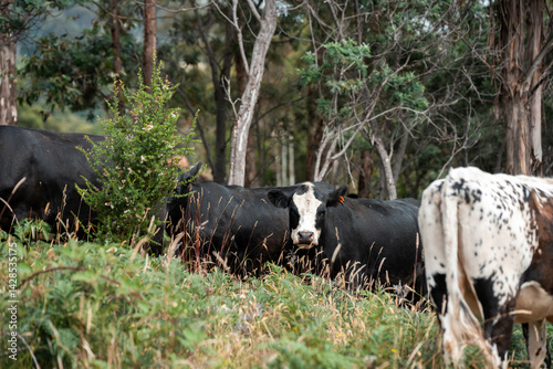 angus cows on a paddock, livestock on a farm in australia