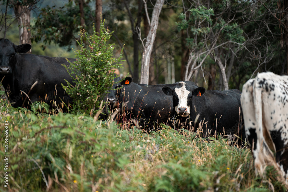 angus cows on a paddock, livestock on a farm in australia