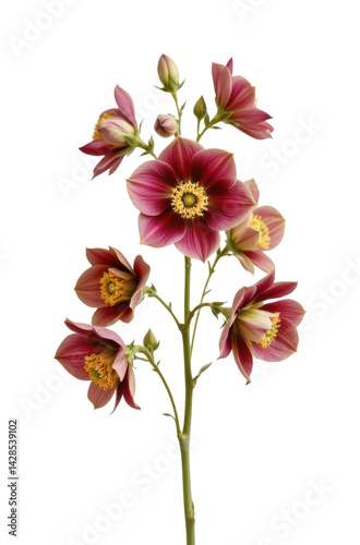 delicate cluster of hellebores in a minimalist style, using plum and light sand tones, fine outlines, spacious composition, serene design, high resolution