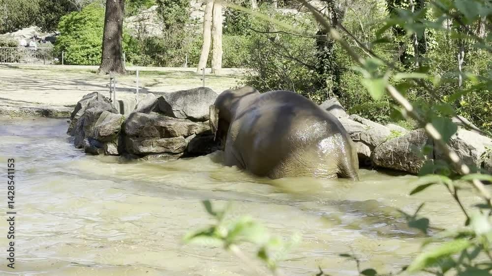 Elefant beim Sommerbad inkl. Schwimmen und Tauchen, April 2025