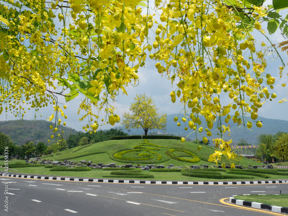 Cassia yellow golden shower trees blooming at Ratchaphruek flora Garden in Chiang Mai.