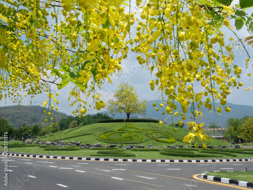 Obraz na płótnie Cassia yellow golden shower trees blooming at Ratchaphruek flora Garden in Chiang Mai. w salonie