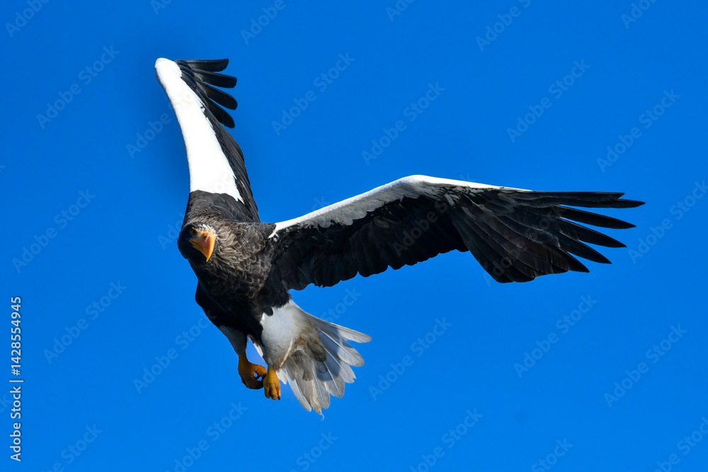 Obraz premium 冬に知床半島や根室で見られる美しく、勇猛な空の王者、オオワシ