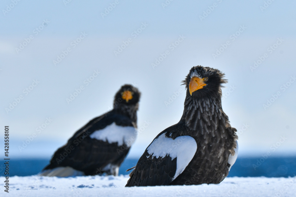 Fototapeta premium 冬に知床半島や根室で見られる美しく、勇猛な空の王者、オオワシ