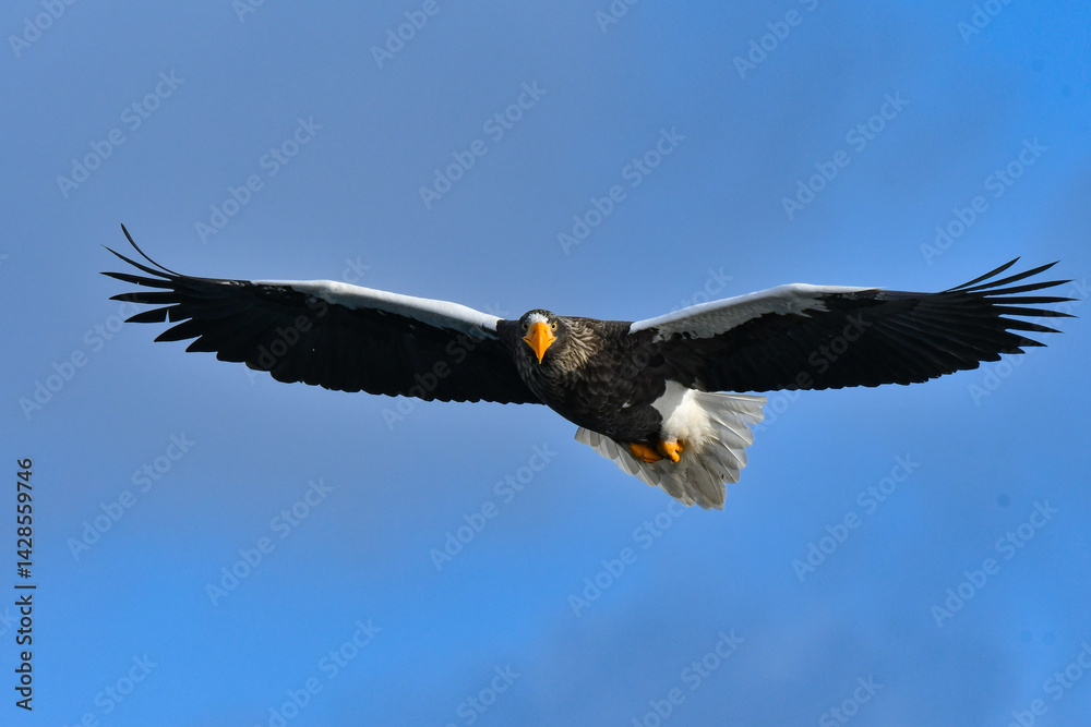 Obraz premium 冬に知床半島や根室で見られる美しく、勇猛な空の王者、オオワシ