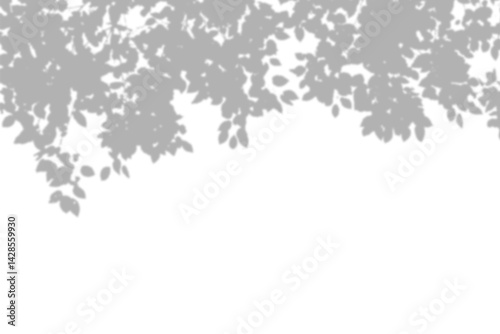  Leaves branch shadown on transparent photo