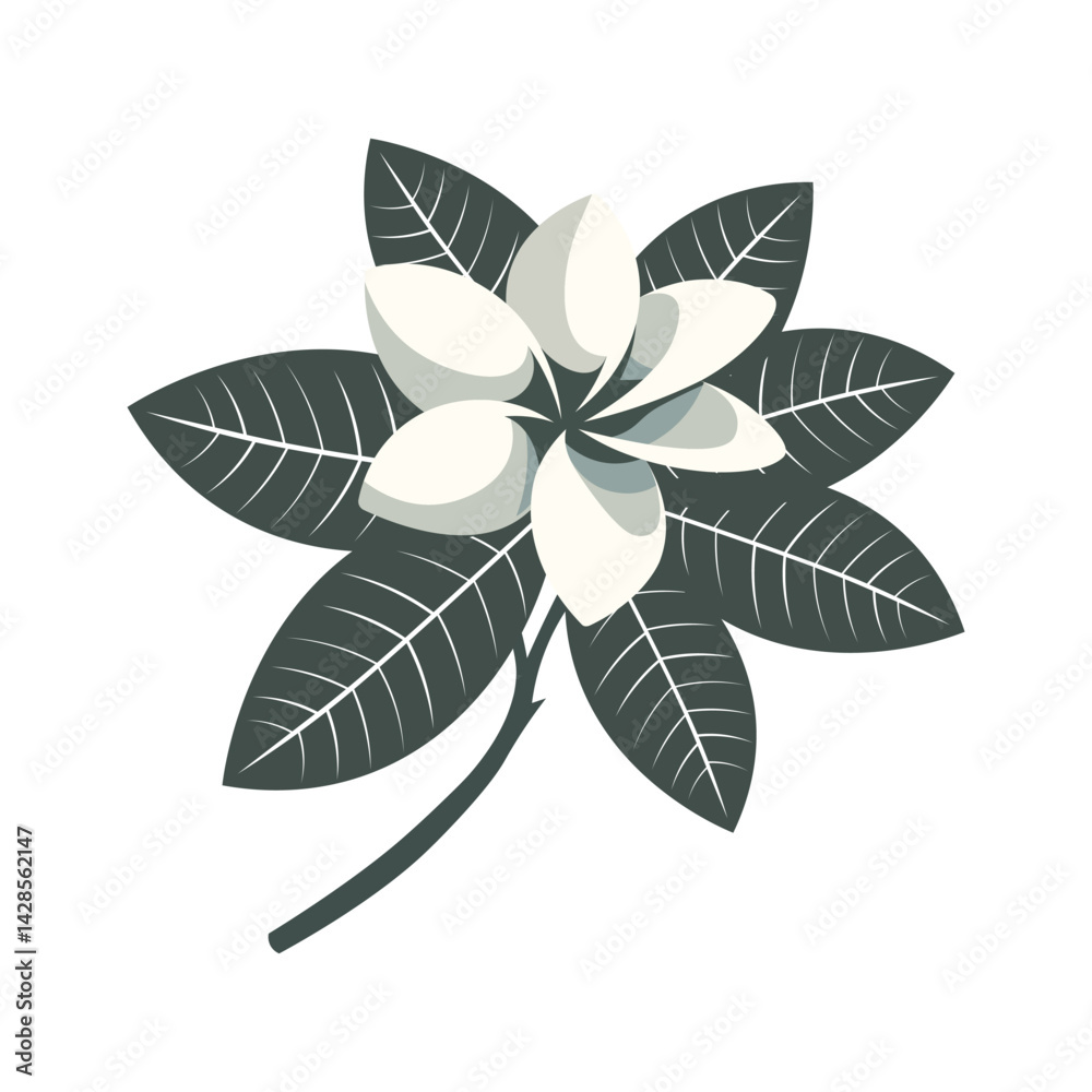 Fototapeta premium Flat Vector Frangipani Flower with Dark Leaves and White Petals