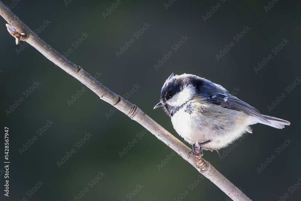 Naklejka premium coal tit on a small twig