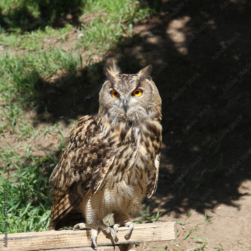 Obraz premium A close-up of an eagle owl in natural light.