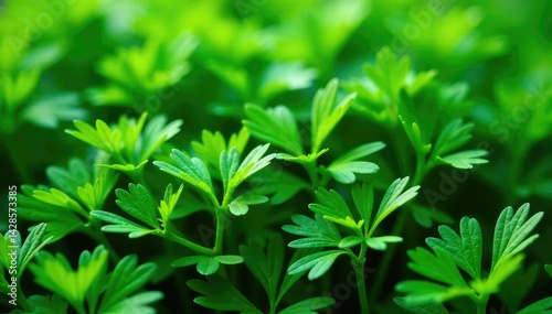Intricate parsley sprig arrangement, vibrant green hues , aromatic, culinary