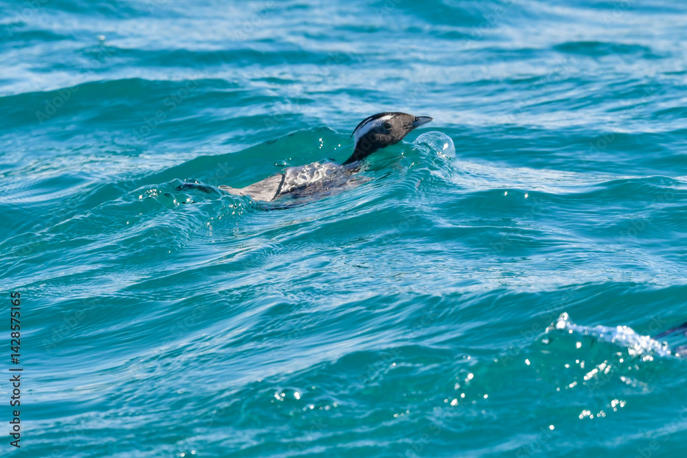 Fototapeta premium 宮崎や伊豆諸島等、日本近海の海でしか見られない冠羽が特徴の天然記念物の海鳥、カンムリウミスズメ