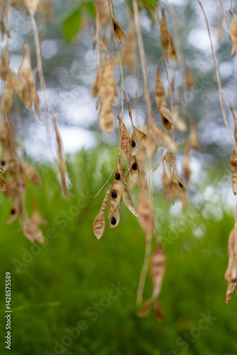Black seeds in pod on laburnum tree