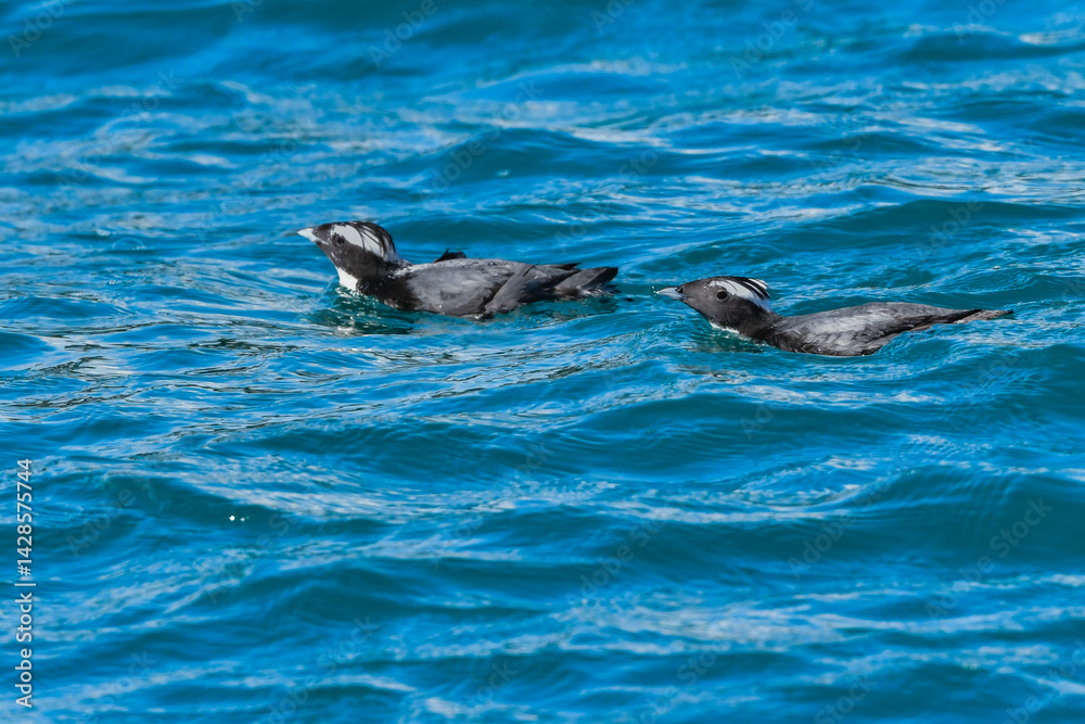 Fototapeta premium 宮崎や伊豆諸島等、日本近海の海でしか見られない冠羽が特徴の天然記念物の海鳥、カンムリウミスズメ
