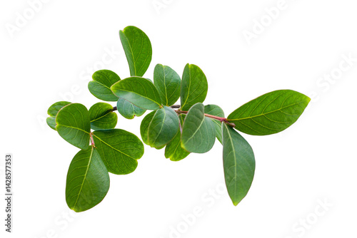 Green tropical leaves  isolated on white or transparent background