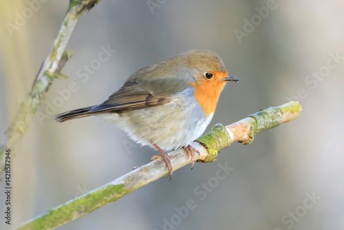 robin bird sits on a branch