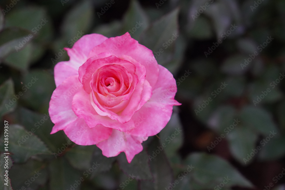 top view gradient pink and red rose flower in the green leaf background, love, valentine, religion, decor, nature, copy space top view gradient pink and red rose flower in the green leaf background, love, valentine, religion, decor, nature, copy space