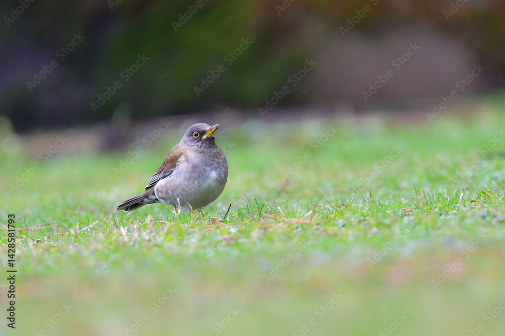 Fototapeta premium 冬に庭や公園で見られる渡り鳥、かわいらしいシロハラ