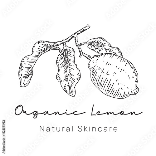 Organic Lemon Logo Hand Drawn Style for Fresh Food Branding