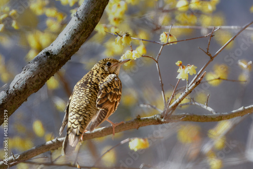 Wallpaper Mural 冬に公園で出会える黄色の鱗模様が特徴の身近な野鳥トラツグミ Torontodigital.ca