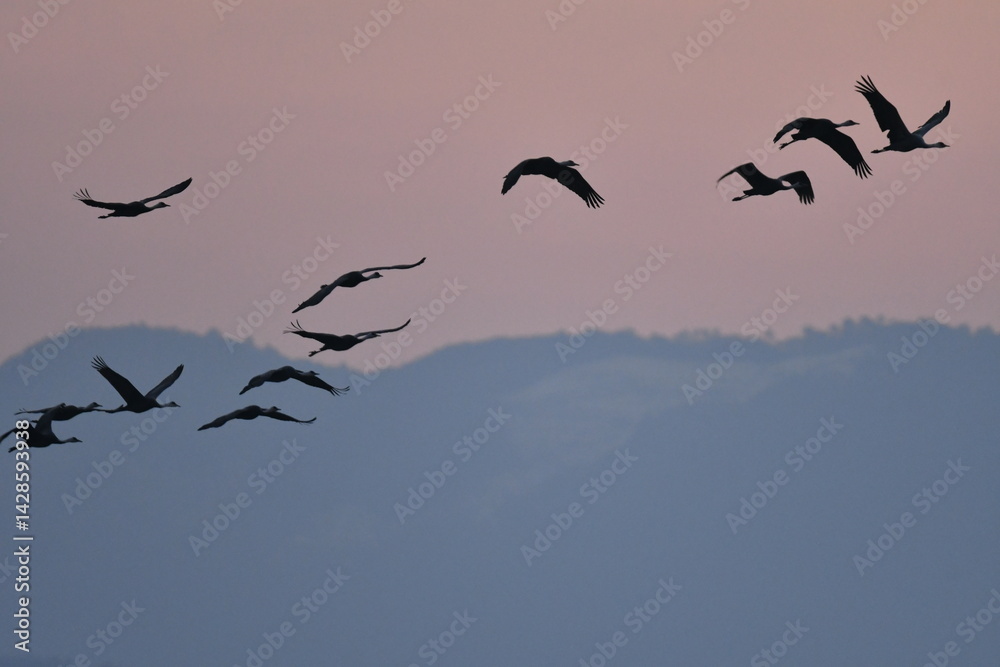 Fototapeta premium 冬に大群で九州鹿児島に訪れる、天然記念物の美しい日本の野鳥ナベヅル