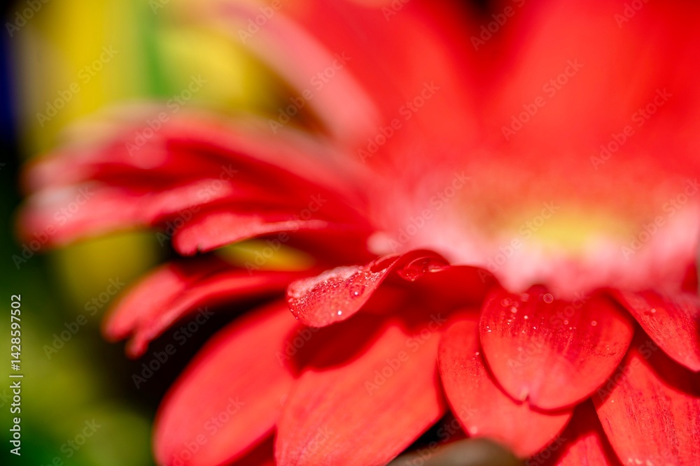 Transvaal Daisy in a Bouquet