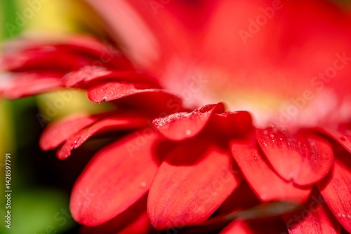 Transvaal Daisy in a Bouquet
