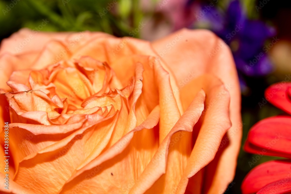 Pink Rose in a Bouquet