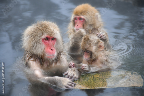 真冬の雪の中、日光や地獄谷温泉で遊び好きの愛嬌のある姿を見せるニホンザル