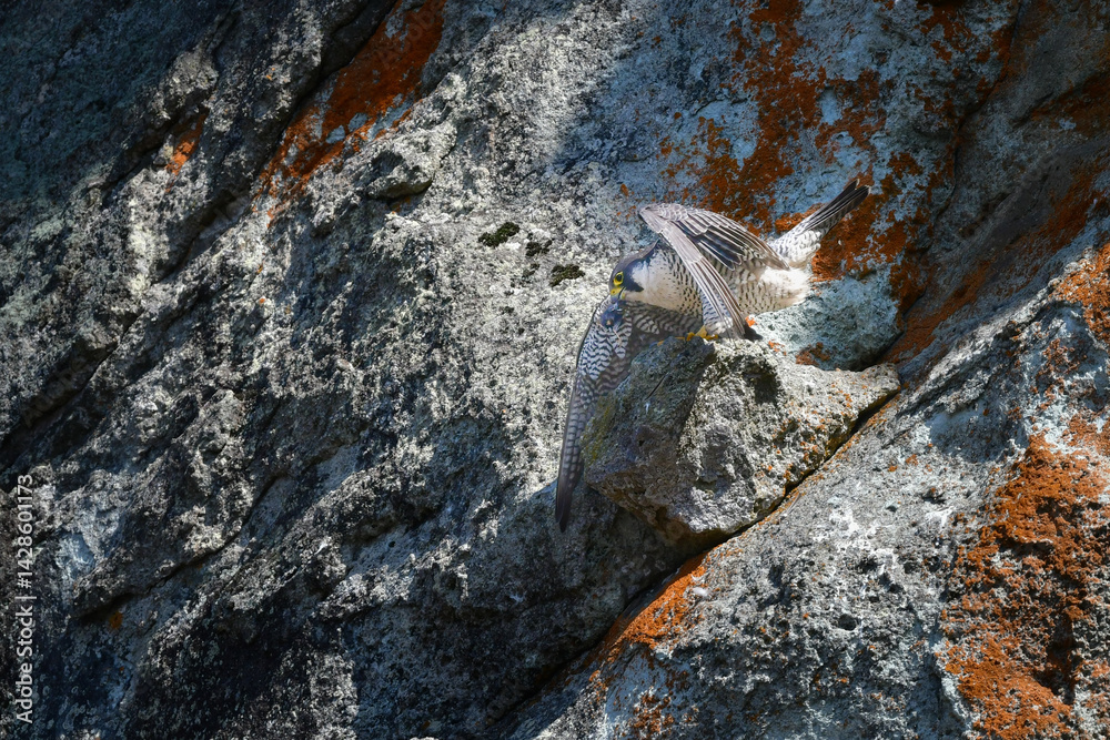 Obraz premium 岩場の勇敢なハンター、高速で飛んで狩りを行う猛禽類、ハヤブサ