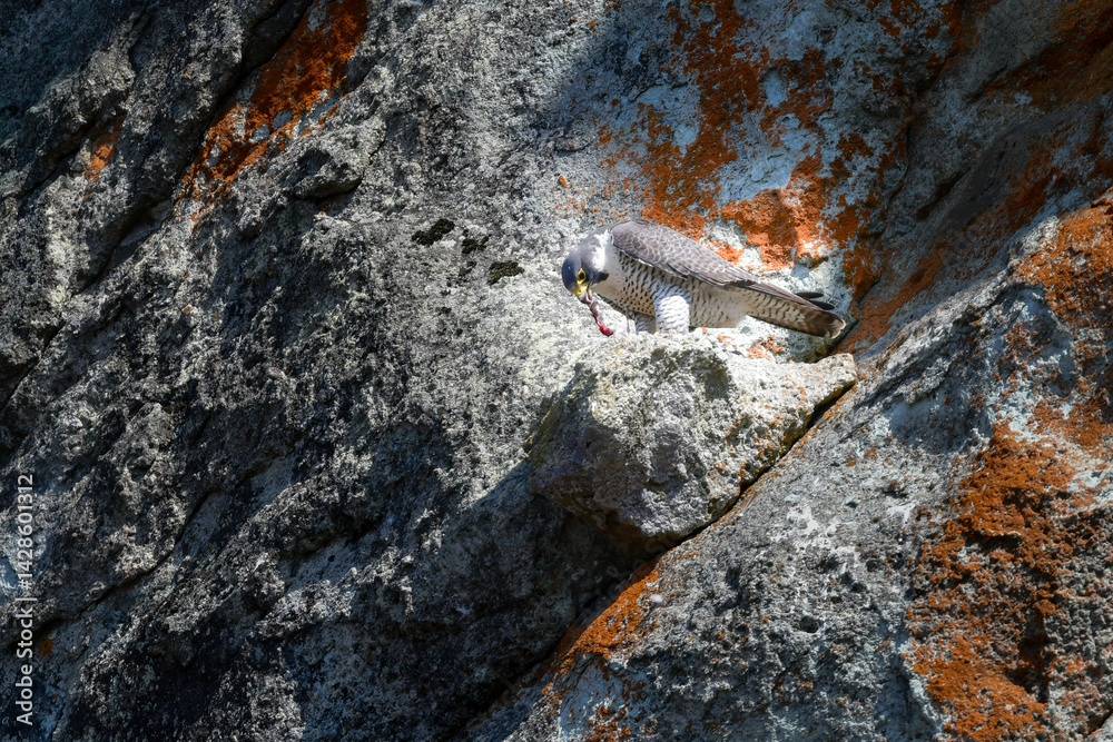 Obraz premium 岩場の勇敢なハンター、高速で飛んで狩りを行う猛禽類、ハヤブサ