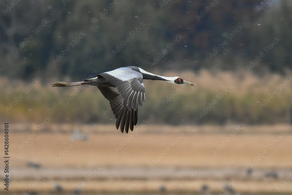 冬に九州鹿児島に群れで訪れる、天然記念物の美しい日本の野鳥マナヅル 冬に九州鹿児島に群れで訪れる、天然記念物の美しい日本の野鳥マナヅル