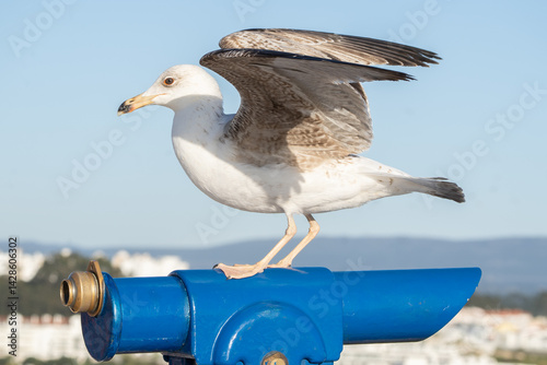 Junior seagull on top of the blue telescope
