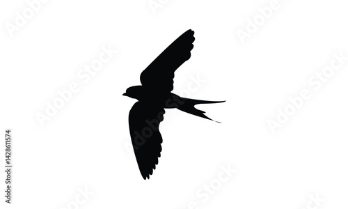 Flying African red rumped swallow bird Silhouette Design  And Vector Illustration. 