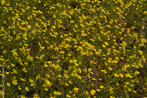 Common or meadow Buttercup (Ranunculus acris), bright yellow flower