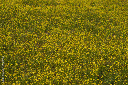 Common or meadow Buttercup (Ranunculus acris), bright yellow flower