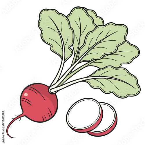 Organic Radish Illustration