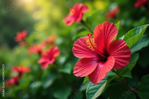 Vibrant red hibiscus blooms in lush garden setting, red flower, texture, bright