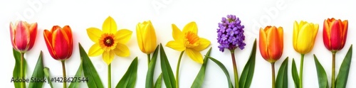 Wallpaper Mural Vibrant tulips, daffodils, hyacinths, isolated on pure white background , celebration, bright Torontodigital.ca