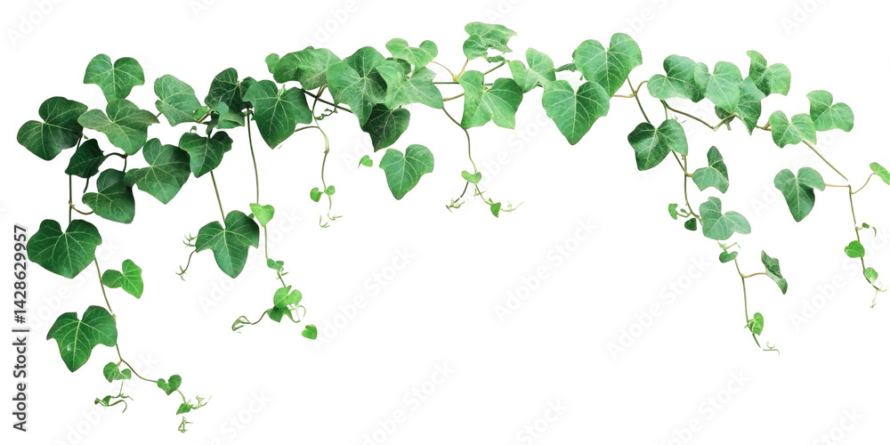 Bush Grape isolated on a transparent background Bush Grape isolated on a transparent background
