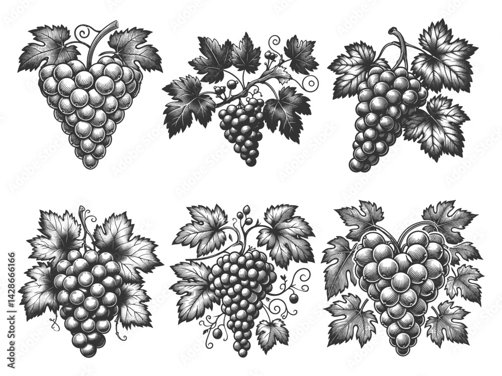 Fototapeta premium grape bunches Set collection bundle sketch engraving generative ai vector illustration. Scratch board imitation. Black and white image.