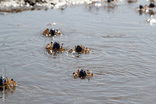 Cast of crabs swimming in water at the beach