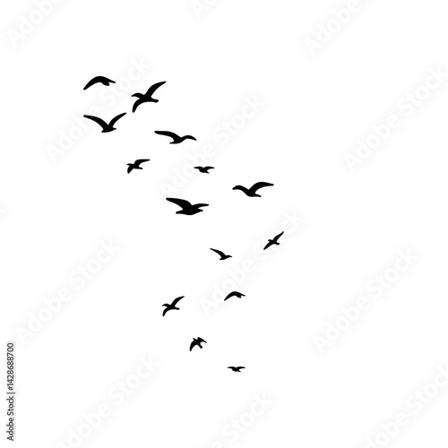 flock of birds